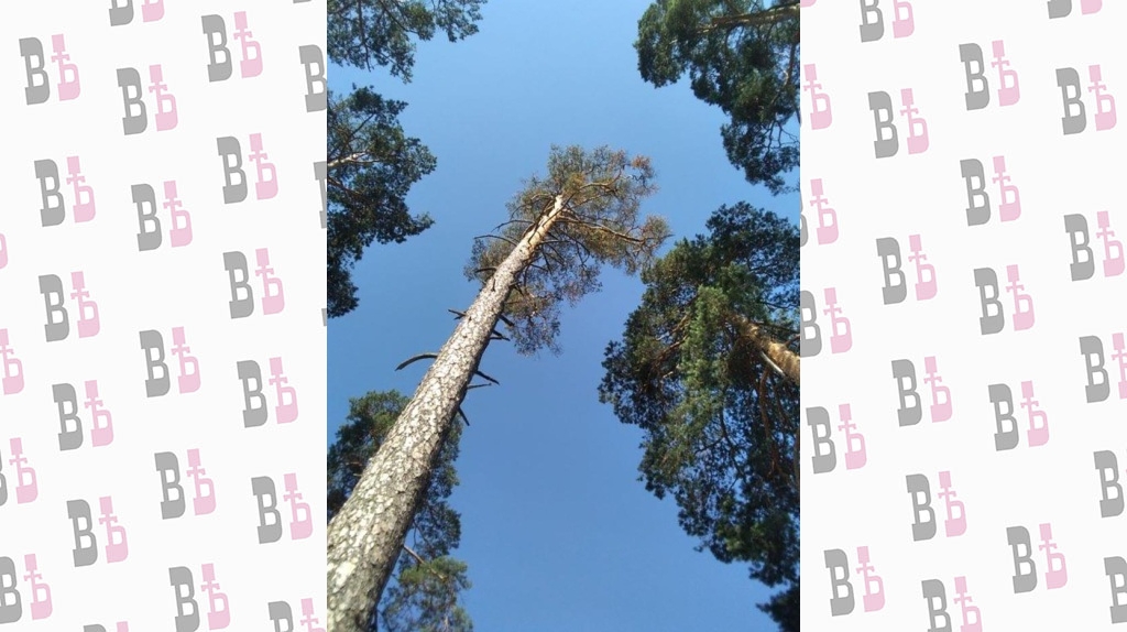 IMG_20210713_092416 - копия.jpg IMG_20210713_092416 - копия.jpg