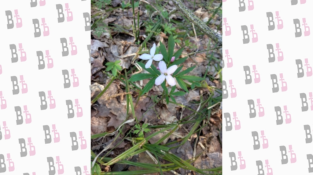 Засечный лес 76.jpg Засечный лес 76.jpg