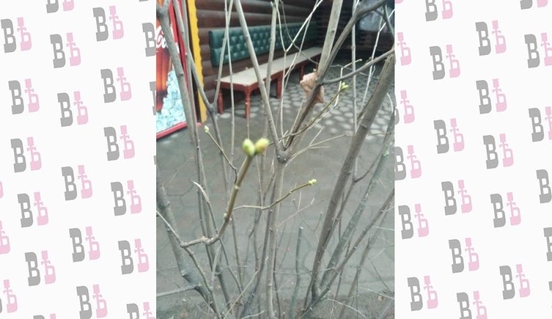 На кустах сирени в Калуге набухают почки