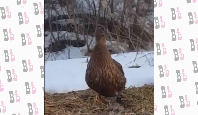 Жители Боровского района заметили на улице перелетную уточку 