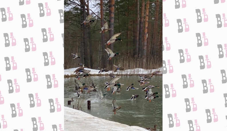 Калужан приглашают посчитать уток