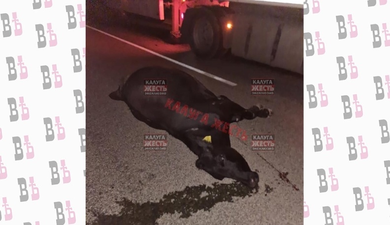 Под Сухиничами фура сбила быка