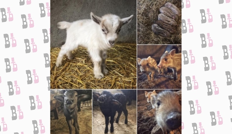 В калужском зоопарке снова начался бэби-бум