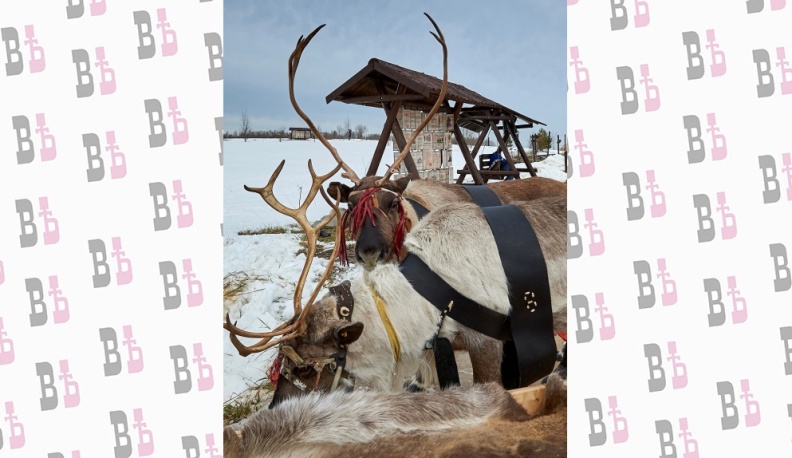 Настоящие северные олени прибыли в Калужскую область