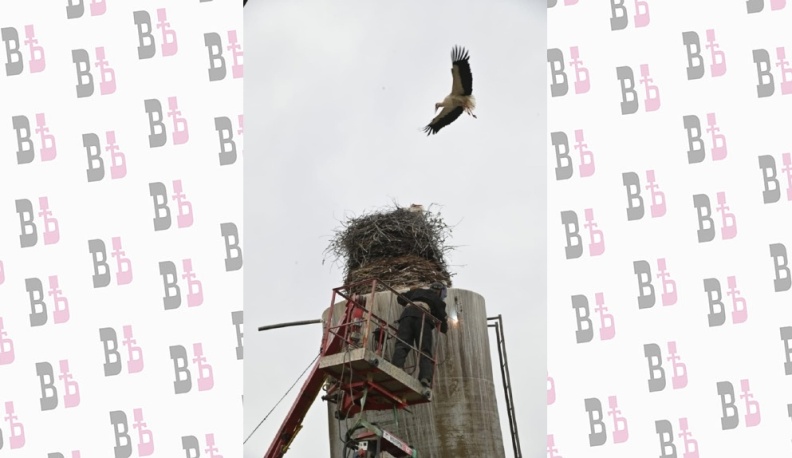 В Калужской области починят дом аистов на водонапорной башне