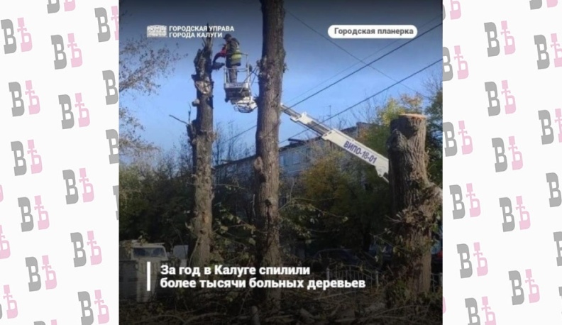 В Калуге планируют спилить более 6 тысяч деревьев, пораженных вредителем