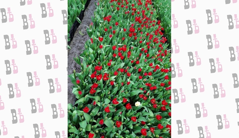 В Калуге к весенним праздникам вырастили 4 миллиона тюльпанов 