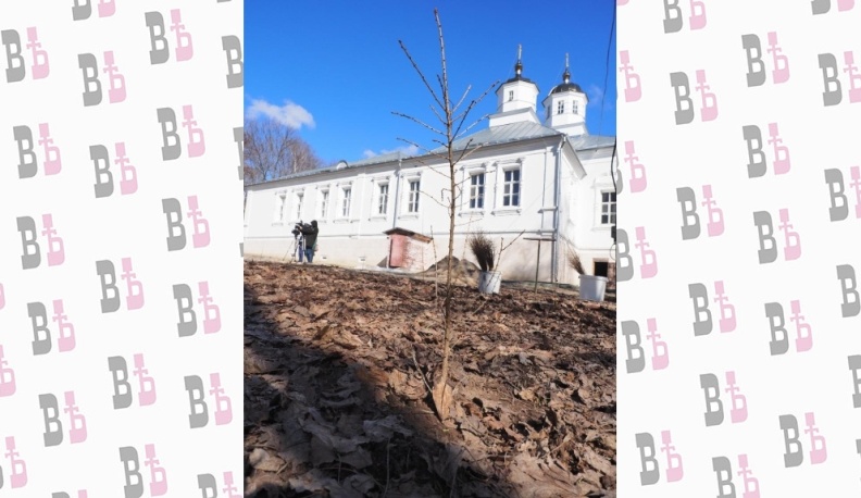 Деревья останутся надолго