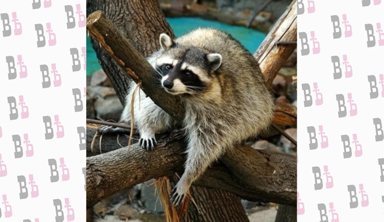 В Калуге после закрытия антикафе енот-полоскун попал в центр реабилитации