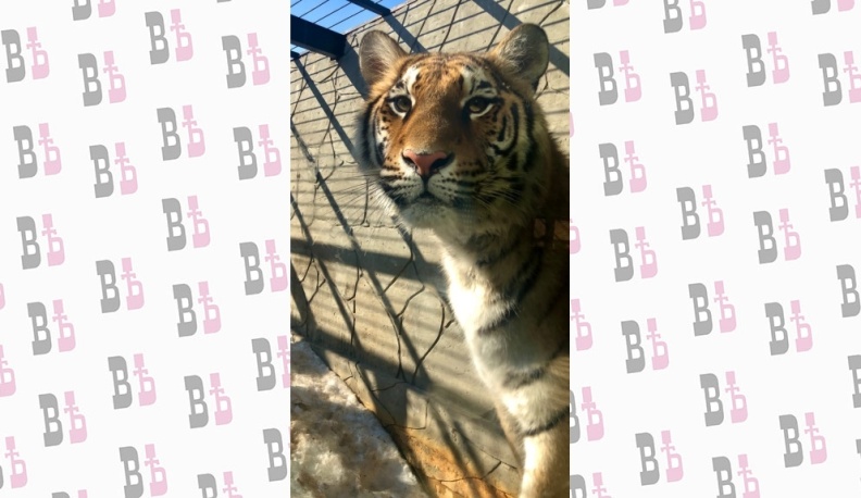 Экопарк «Биосфера» откроют позже запланированного срока