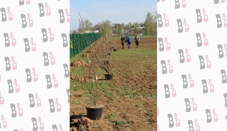 Кисти рябиновые, гроздья рубиновые...