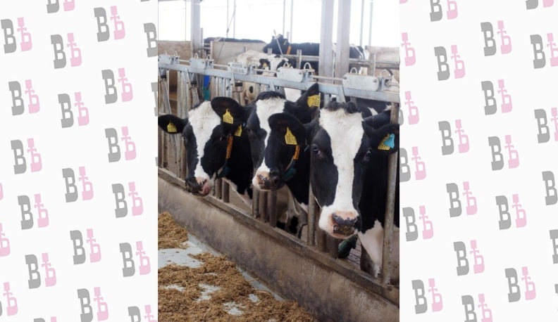 Свежие травы на радость бурёнкам