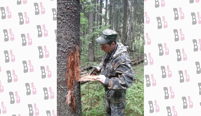 "Санитары" леса всегда на посту