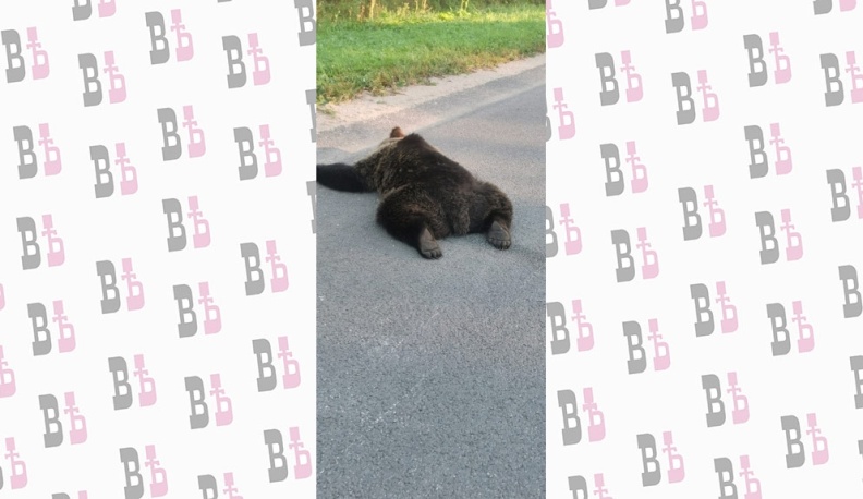 В Калужской области под колеса машины попал медведь