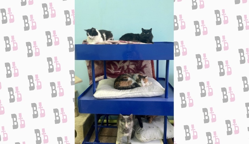 Приют «Территория кошек» приглашает калужан помочь с уборкой 