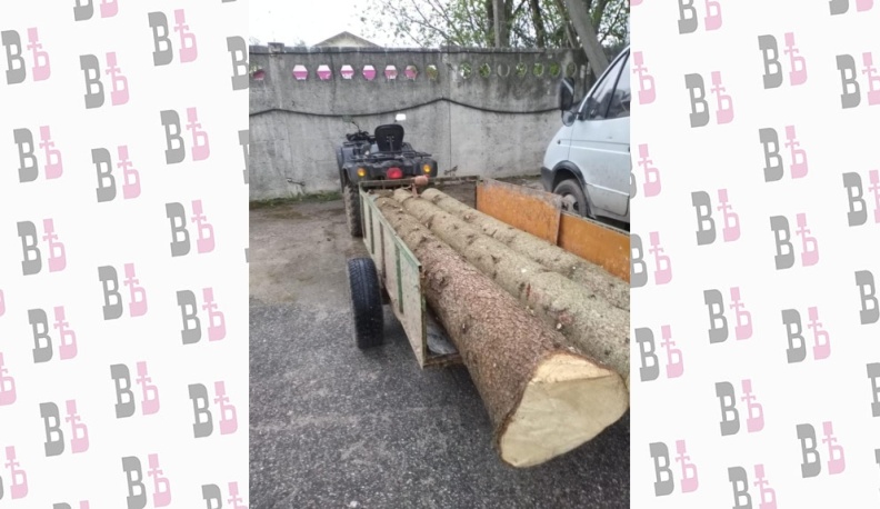 Ущерб от незаконной заготовки древесины в калужских лесах составил около трех миллионов рублей