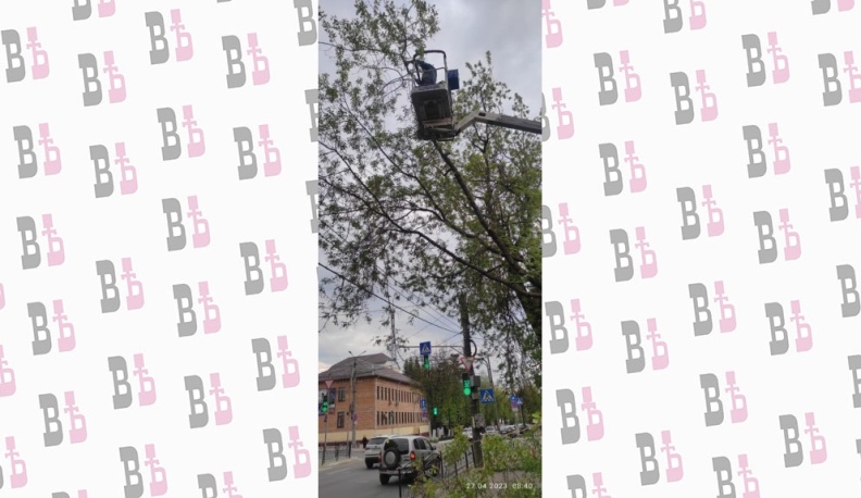 В Калуге с начала года спилили 357 старых деревьев