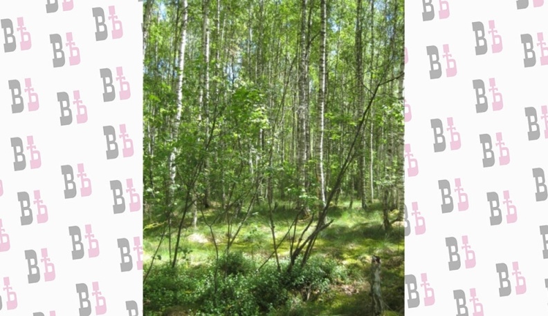 В Калужской области официально утвердили границы памятника природы «Болото «Цветковский мох»