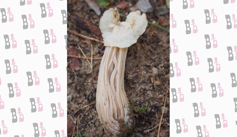 Шеренги ножек в шляпках или…