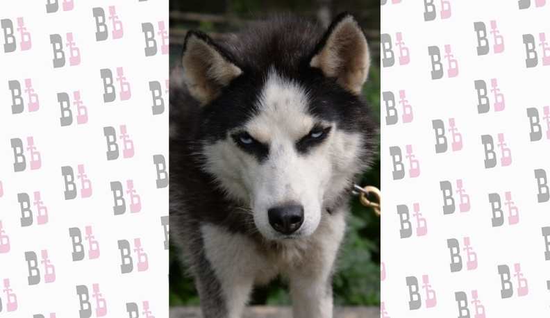 В Калужской области проверяют информацию о базе по притравке собак