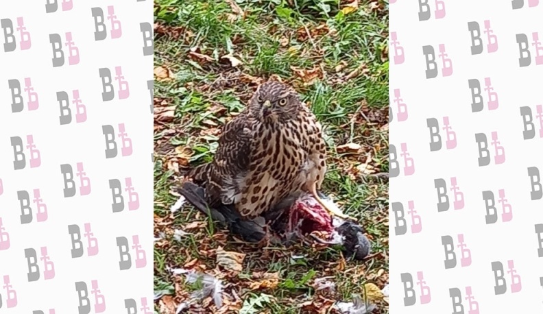 В Калуге заметили охотящихся хищных птиц