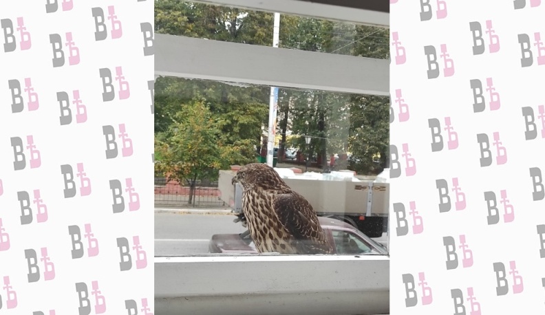 В Калуге заметили охотящихся хищных птиц