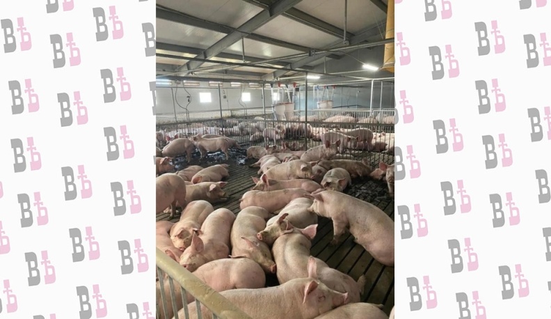 Вот такие пятачки!