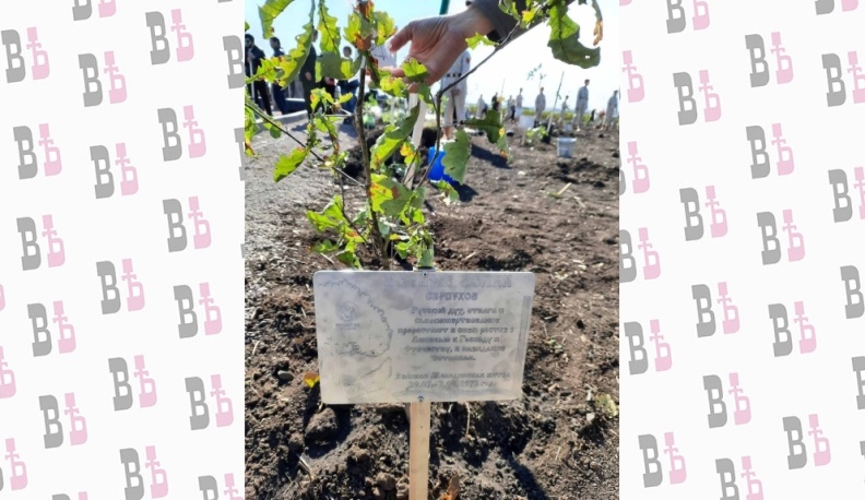 Дерево с Калужской земли будет расти на Донбассе 