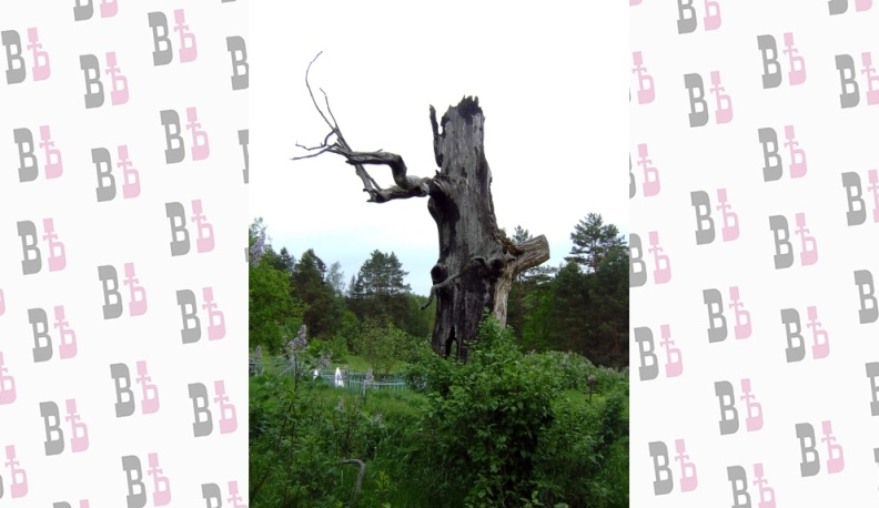 Место силы у дуба под дубенкой