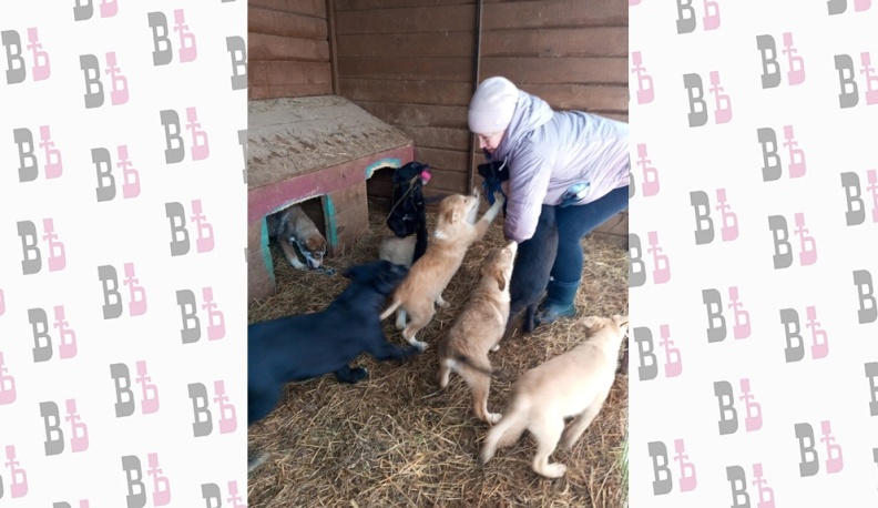 Собака не подарок     – это член семьи