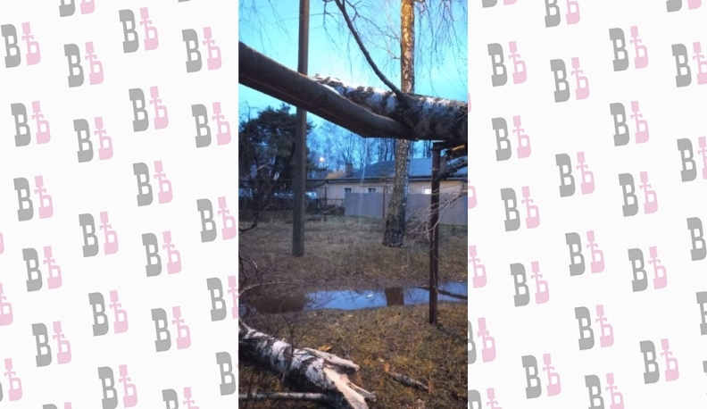 Из-за упавшего дерева в Калуге три дома остались без горячей воды