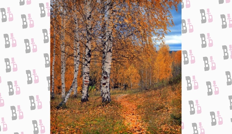 В Калуге продолжается «бабье» лето