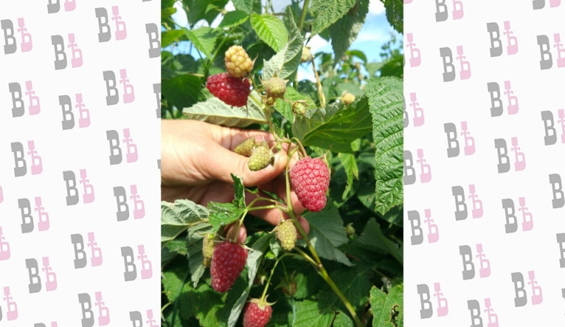 Ягодники из нескольких регионов изучают опыт своих хвастовичских коллег