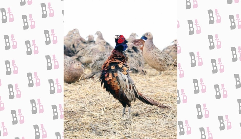 КАЖДЫЙ ОХОТНИК ЗНАЕТ, ГДЕ СИДИТ ФАЗАН