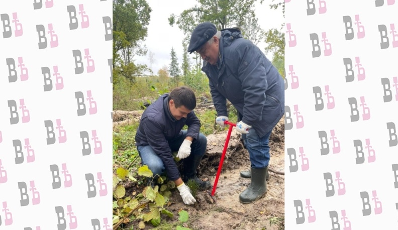 В восстановлении калужских лесов лидируют Юхновский, Медынский, Козельский и Хвастовичский районы