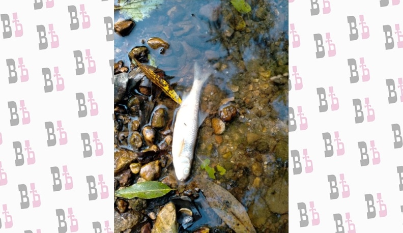 В региональном минприроды прокомментировали ситуацию с гибелью рыбы в реке Репинке