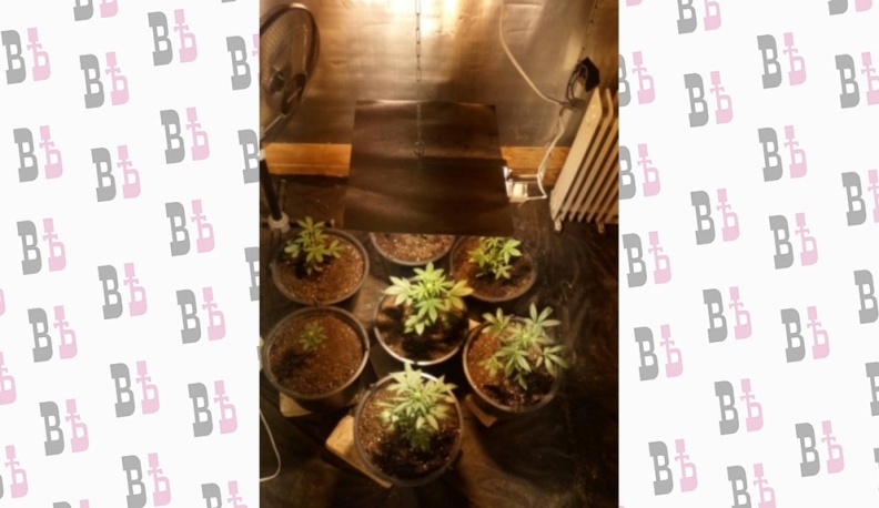 Жителю Обнинска грозит до восьми лет лишения свободы за 15 кустов конопли