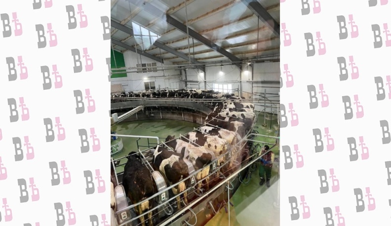 Калуга стала столицей животноводства