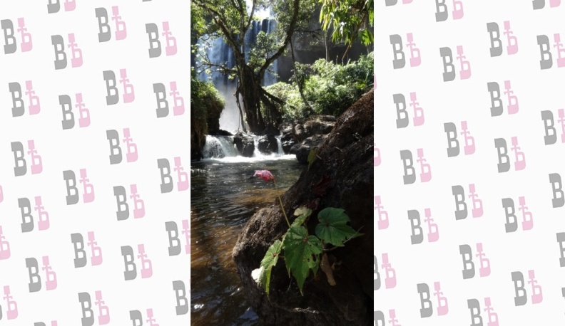 Калужские биологи открыли уникальный вид бегонии