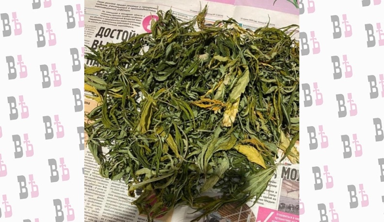 Калужанин в своей квартире выращивал марихуану