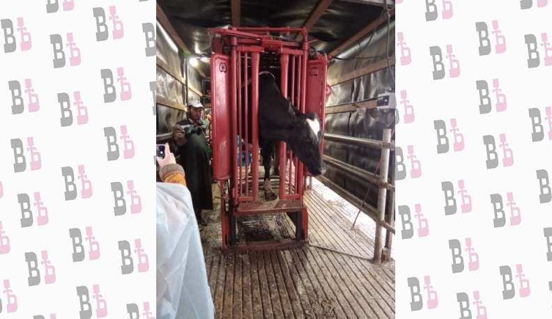 Ферзиковские ветеринары позаботились о профилактике опасных заболеваний