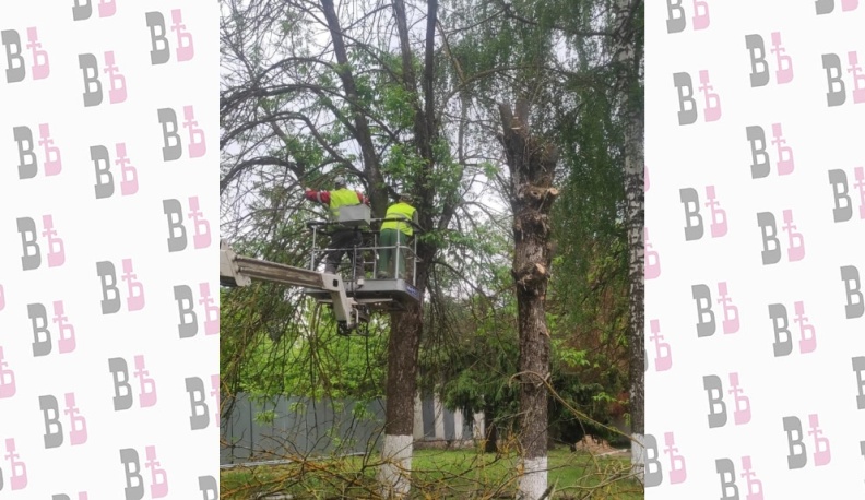 С начала года в Калуге убрали почти 800 аварийных деревьев