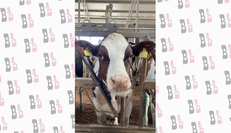 В деревне Подборки Козельского района фермеры закупили еще 197 породистых коров