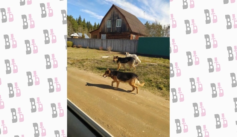 Собака бывает кусачей…