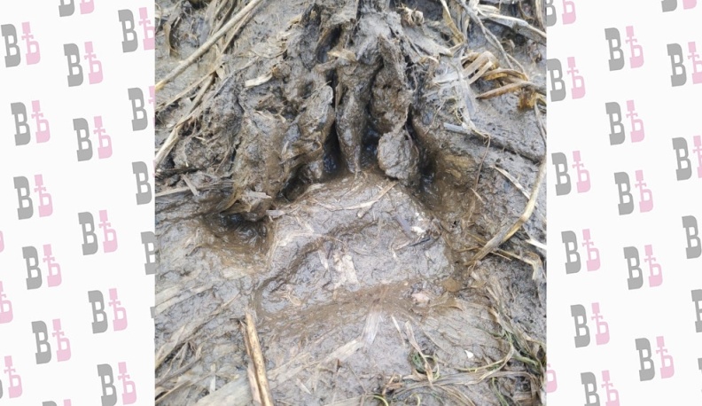 В калужском нацпарке «Угра» проснулись медведи