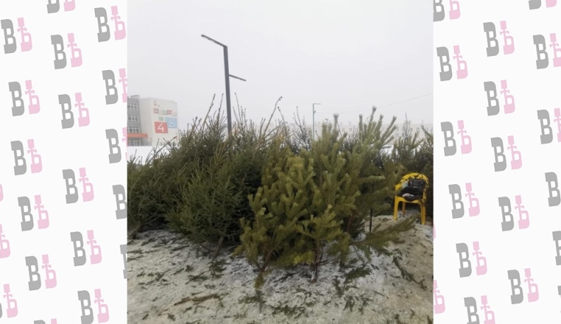 В Калуге оштрафовали продавщицу елок