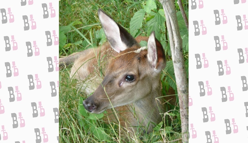 Животный страх