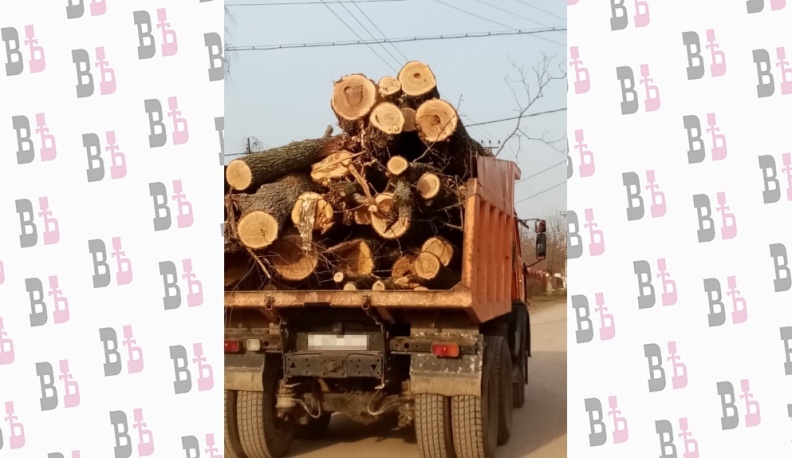 Рубить нельзя помиловать