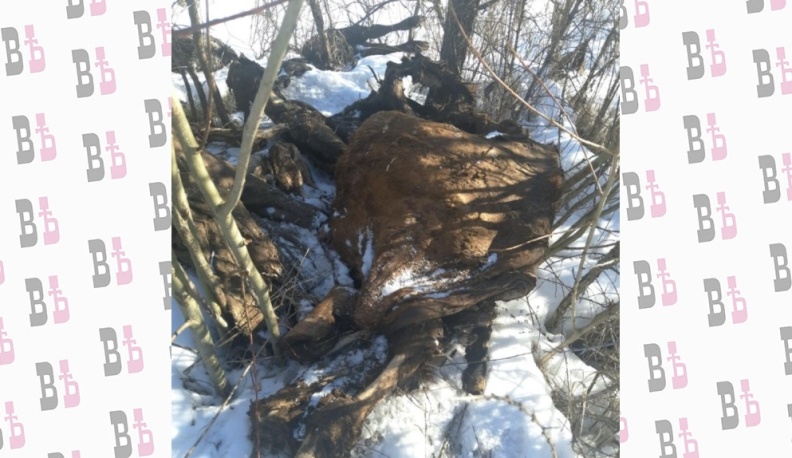 В Калужской области нашли несанкционированную свалку биоотходов