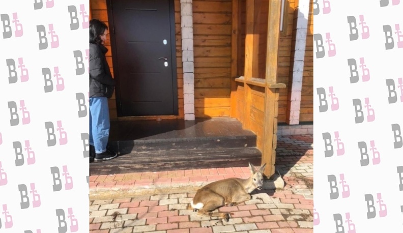 В Калужской области загнанная косуля пришла за помощью к людям